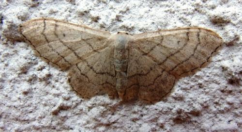 Réf. 194 617 : Idaea aversata